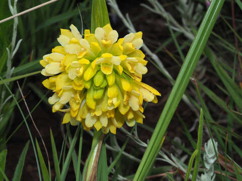 Image of Eulophia leontoglossa Rchb. fil.