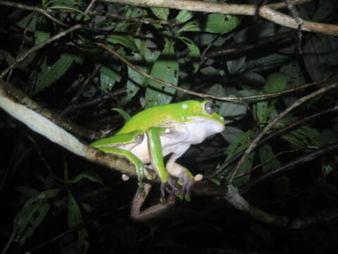 Image of Giant leaf frog