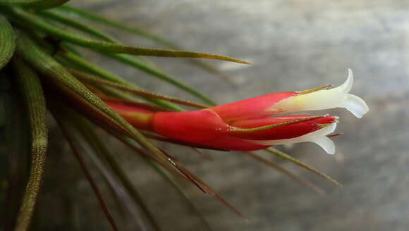 Image of narrowleaf airplant