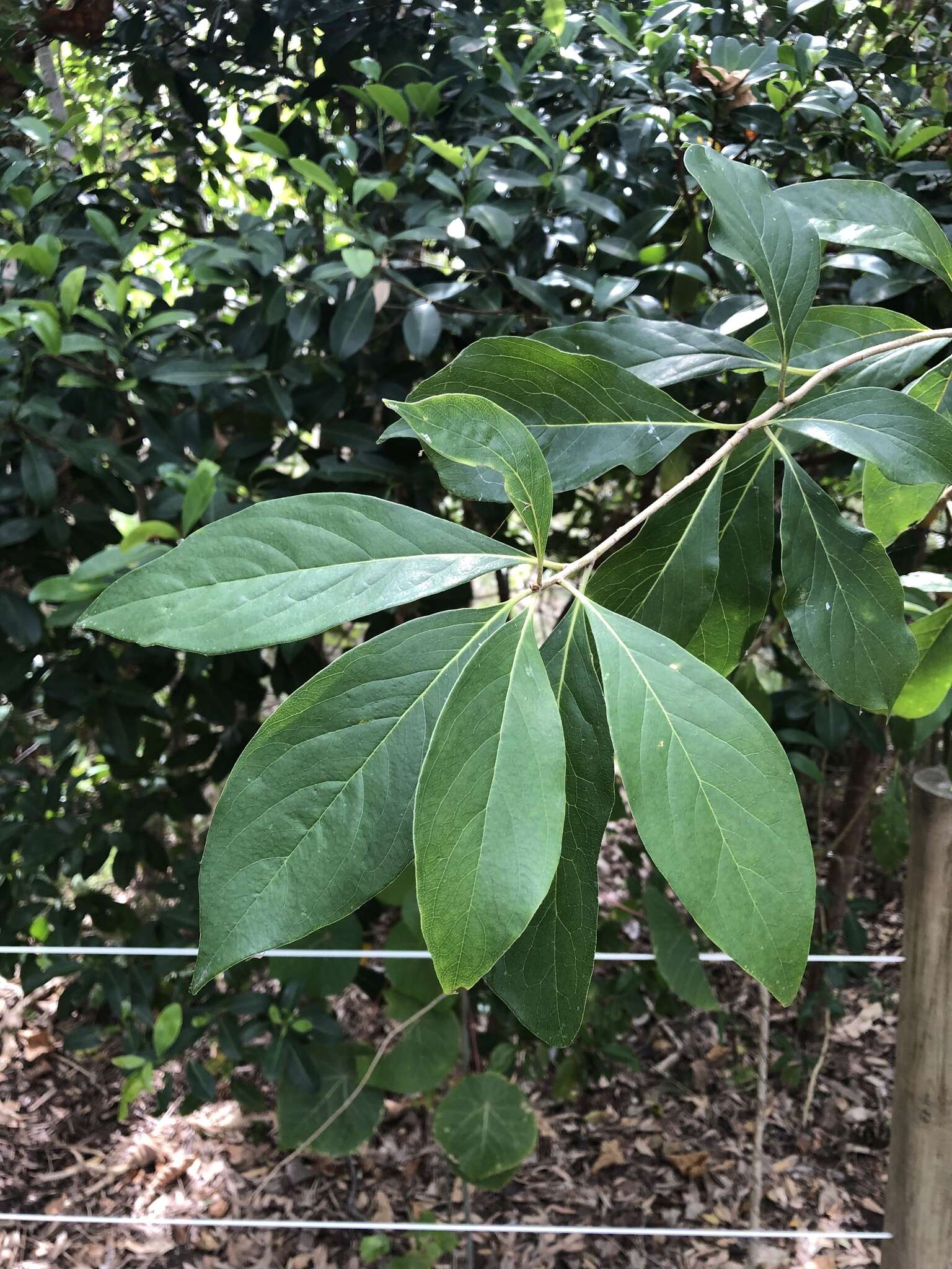 Image of Rusty Pittosporum