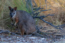 Image of wallaby