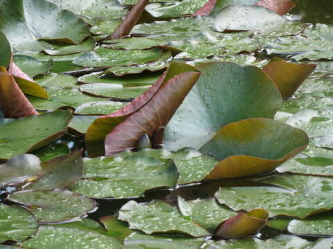 Image of European white waterlily