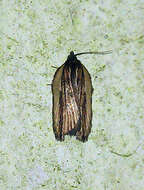 Image of Acleris hastiana Linnaeus 1758