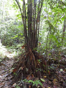 Image of Sloanea grandiflora Sm.