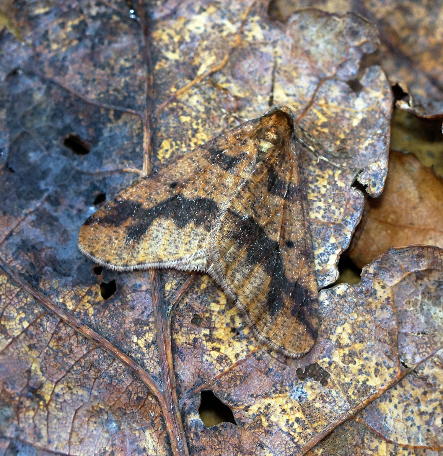 Image of mottled umber
