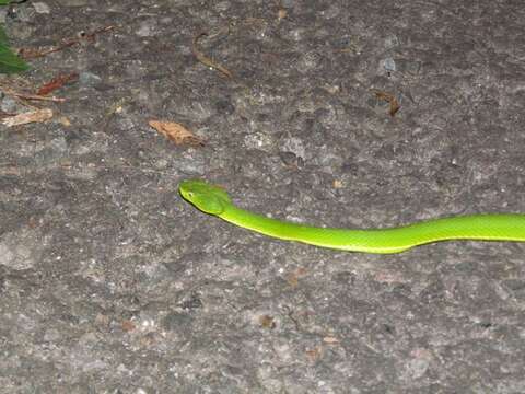 Image of Coffee Palm Viper