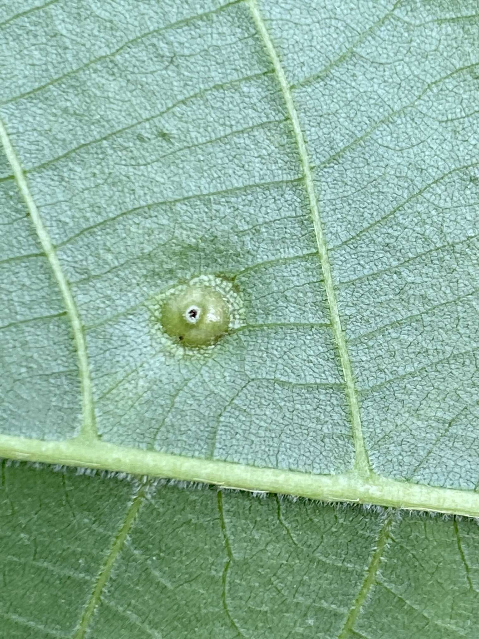 Image of Phylloxera foveola Pergande 1904