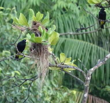 Image of Yellow-rumped Cacique