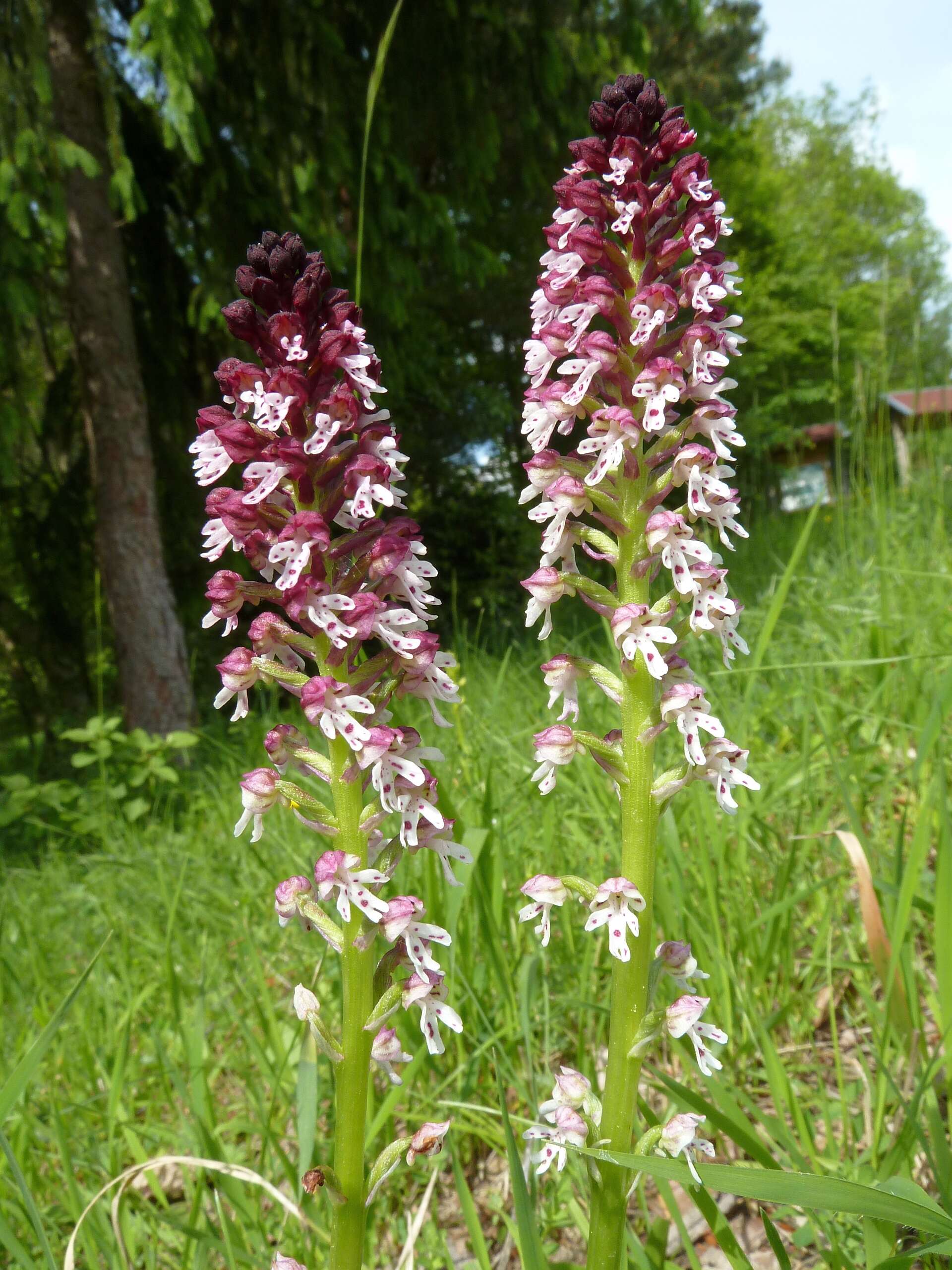 Image of Burnt orchid