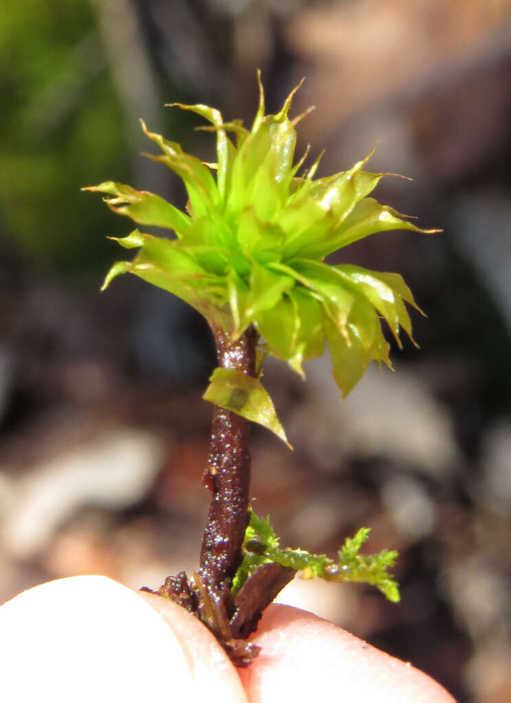 Image of Ontario rhodobryum moss