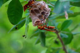 Image of <i>Polistes <i>carnifex</i></i> carnifex