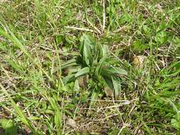 Image of Burnt orchid