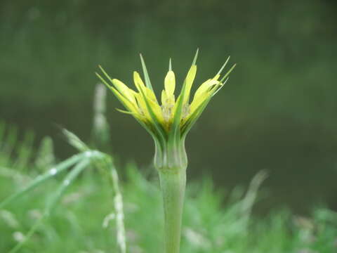 Image of yellow salsify