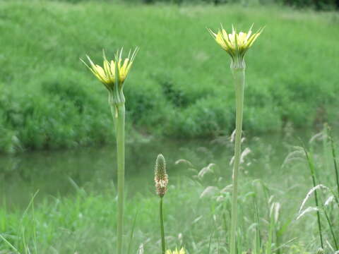 Image of yellow salsify