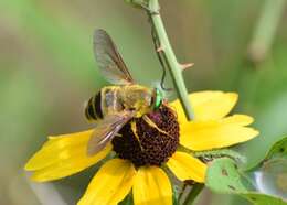 Sivun Esenbeckia incisuralis (Say 1823) kuva