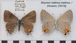 Image of Gray Hairstreak