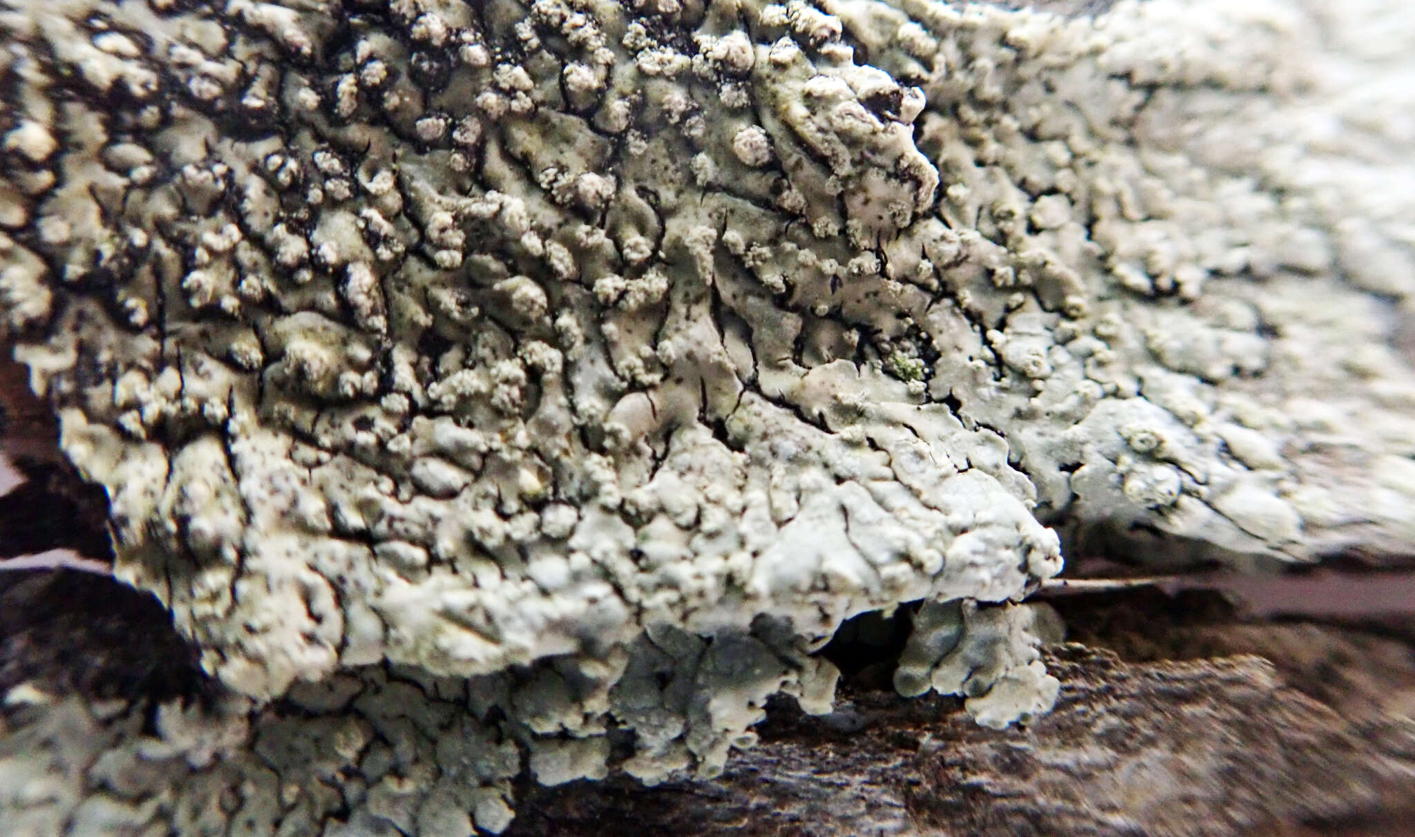 Image of pyxine lichen