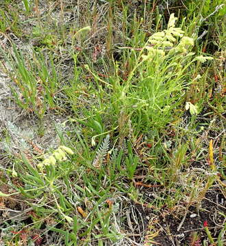 Слика од Silene aethiopica subsp. aethiopica