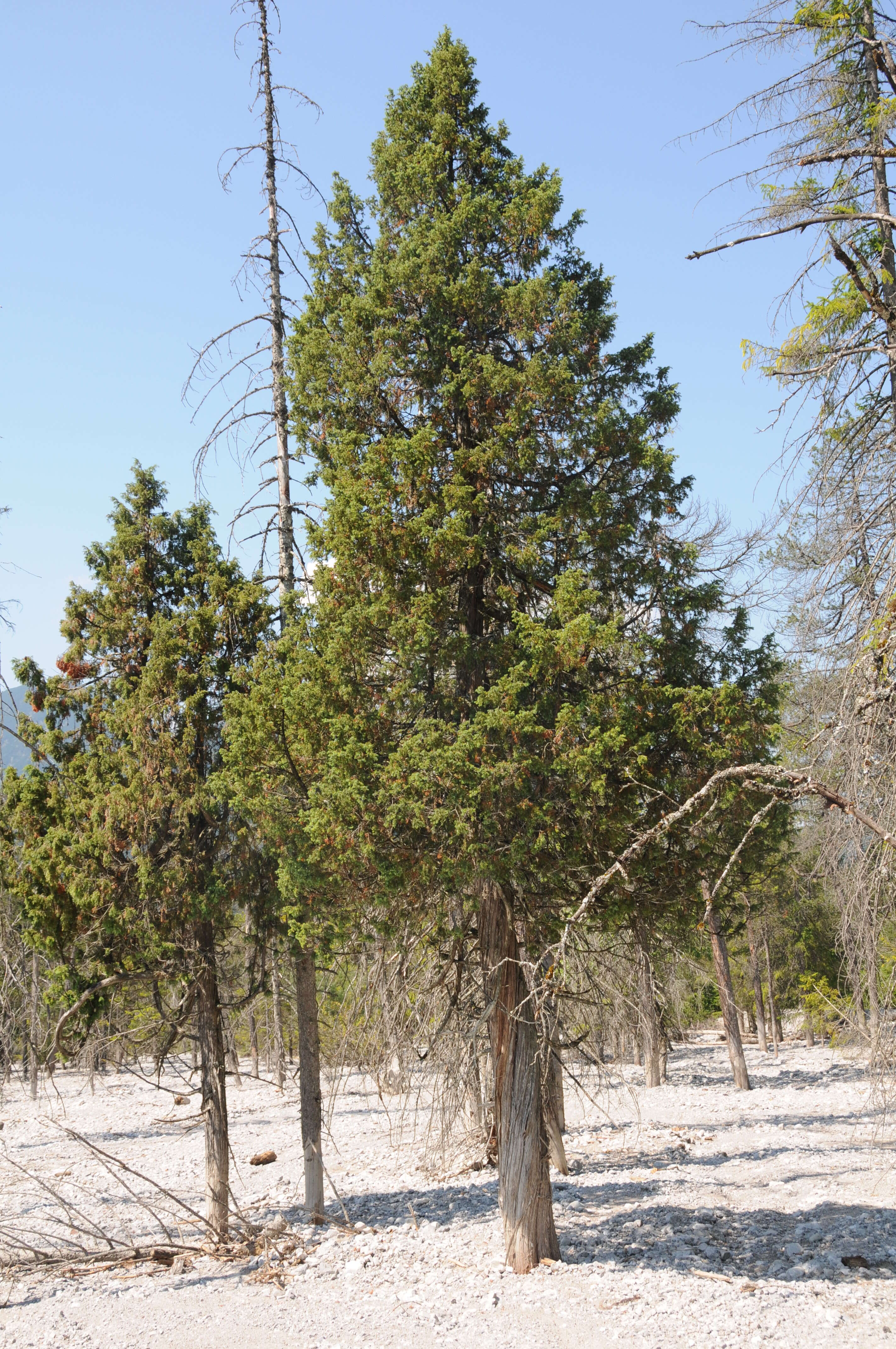 Image of Common Juniper