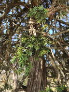 Image of Common Juniper