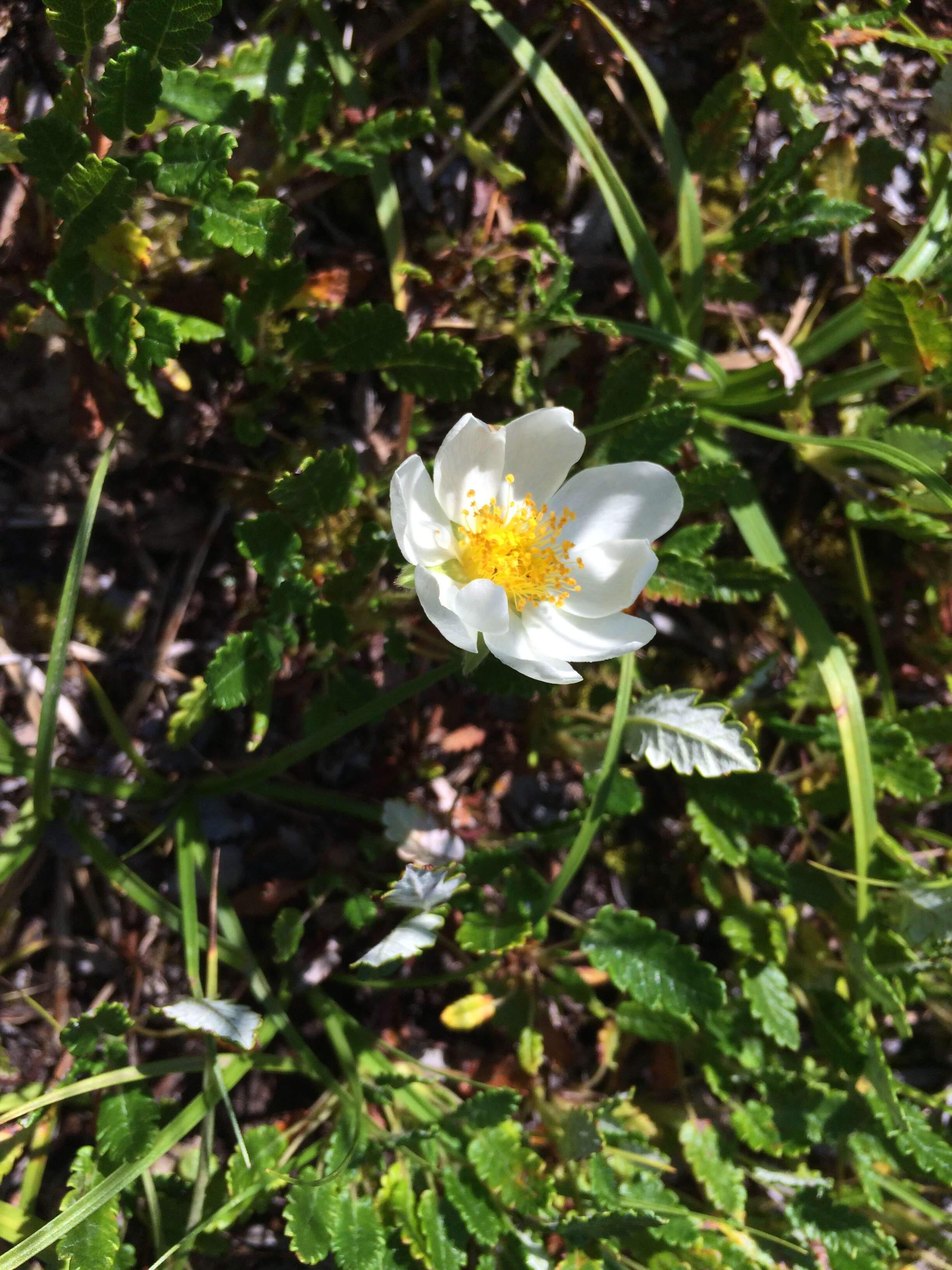 Imagem de Dryas octopetala L.