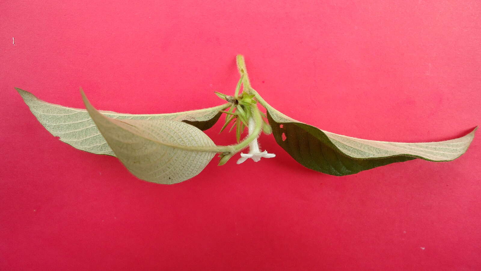 Image of largeflower woodvine