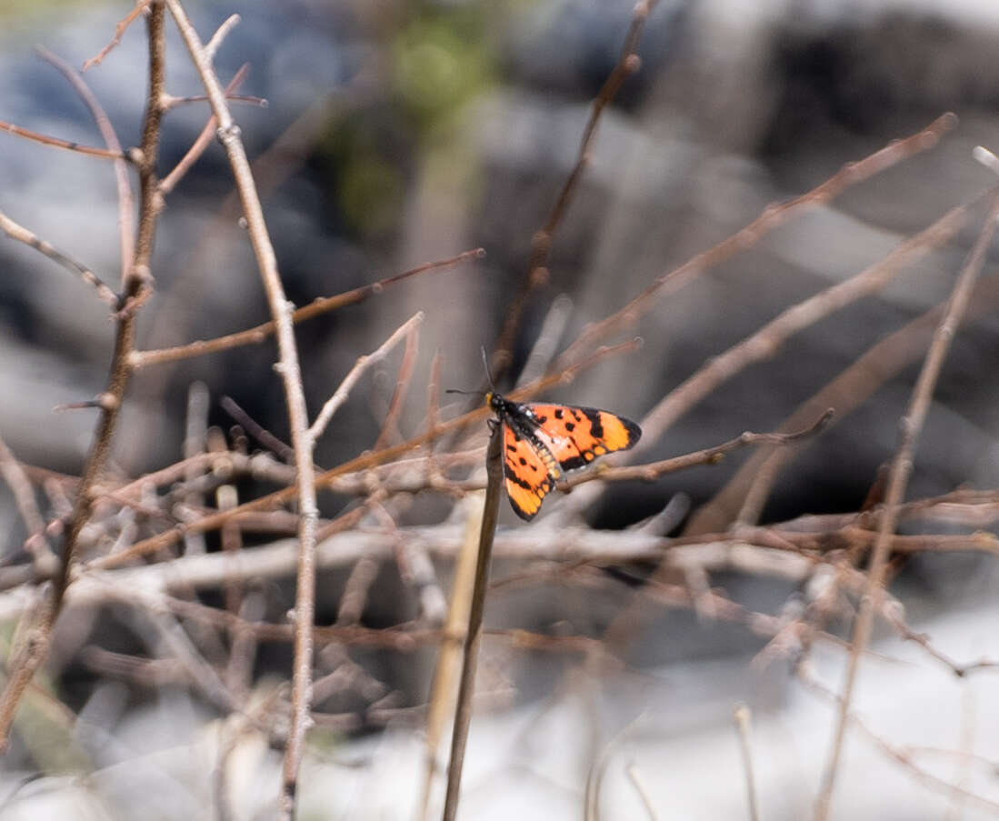 Image de Acraea acara Hewitson 1865