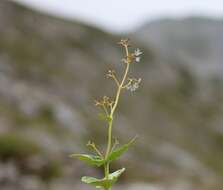 Image de Valeriana elongata Jacq.