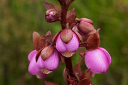 Image of Eulophia latilabris Summerh.
