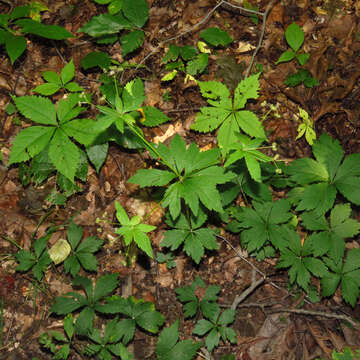 Image of clustered blacksnakeroot