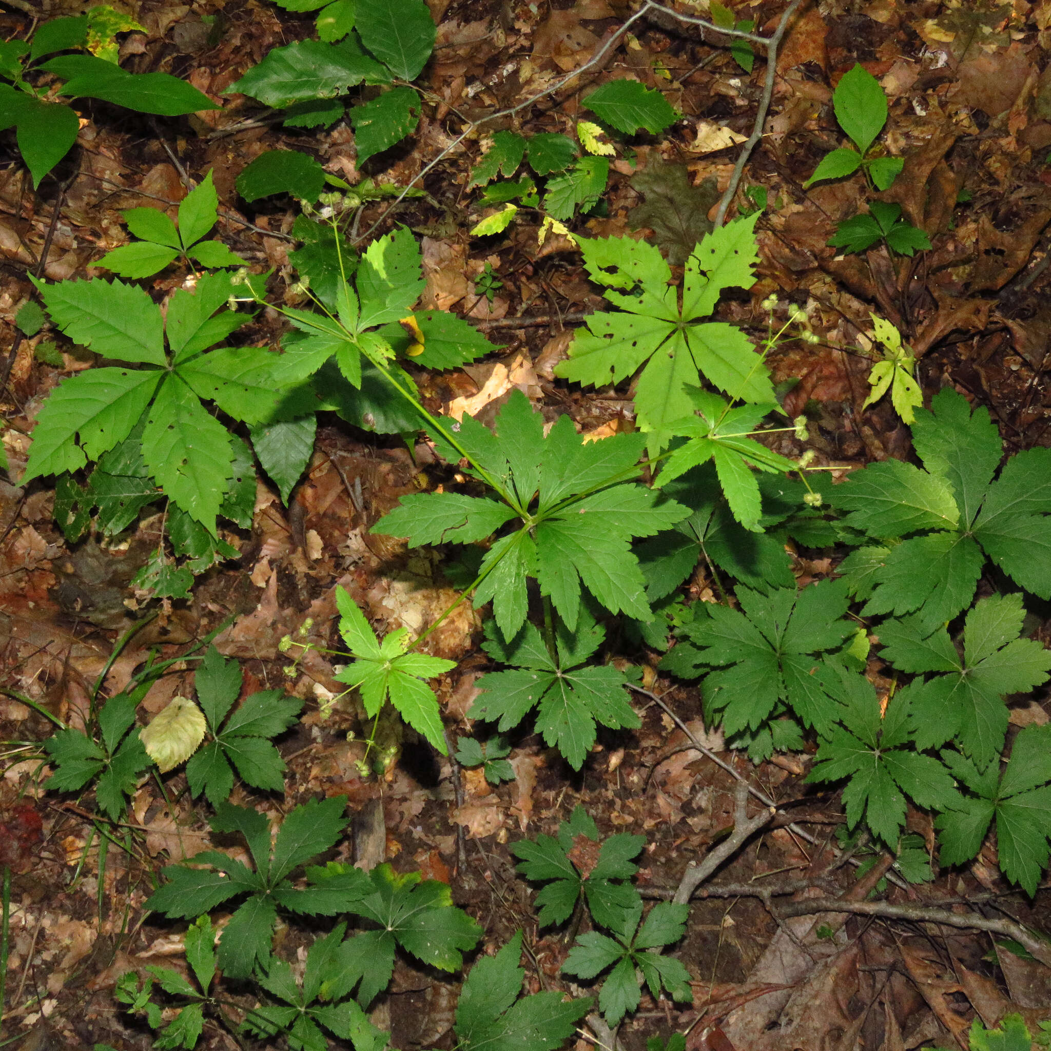 Imagem de Sanicula odorata (Raf.) K. M. Pryer & L. R. Phillippe