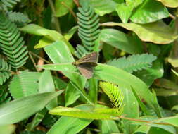 Image of Pygmy Scrub-hopper