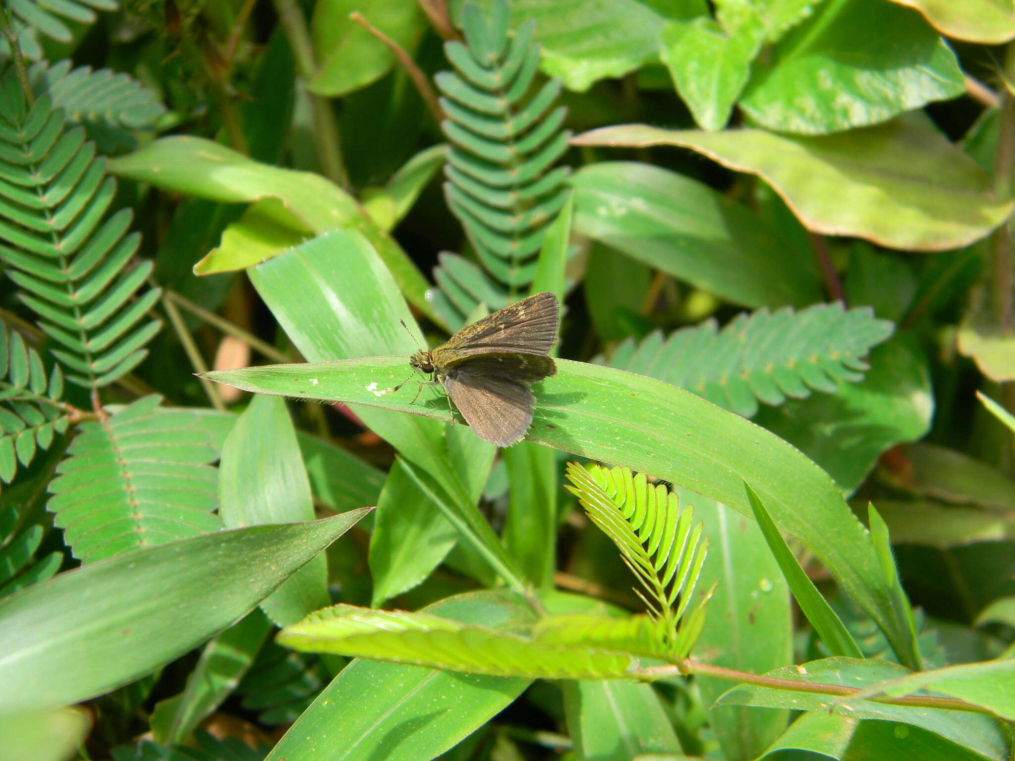 Aeromachus pygmaeus Fabricius 1775 resmi