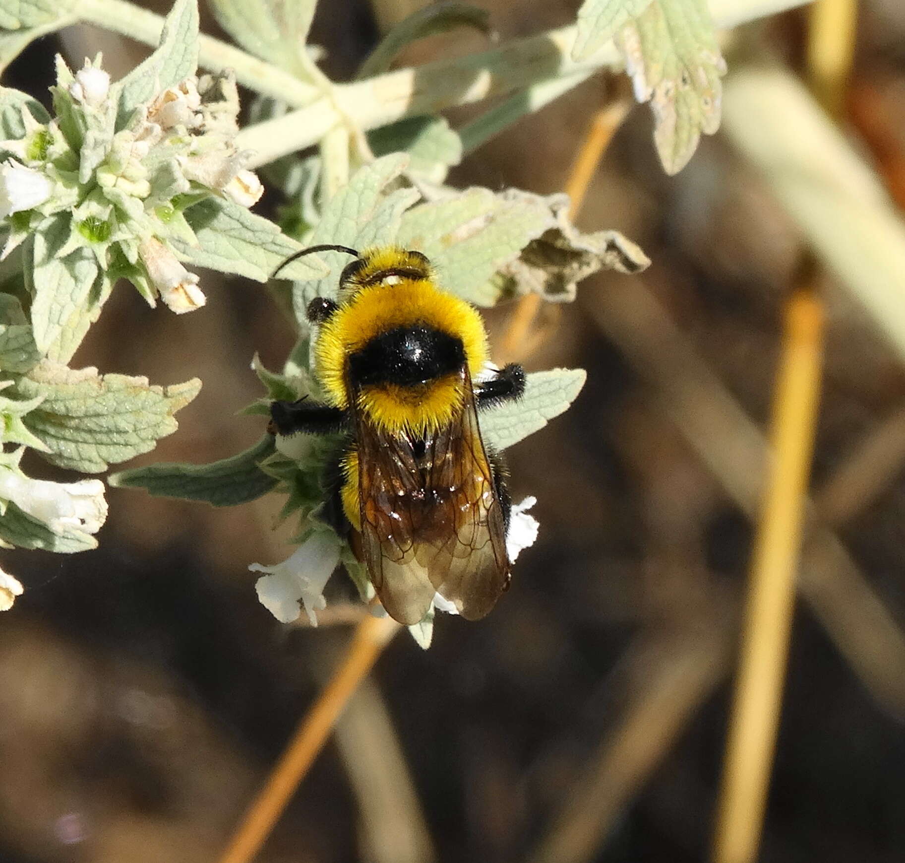 Слика од Bombus zonatus Smith 1854