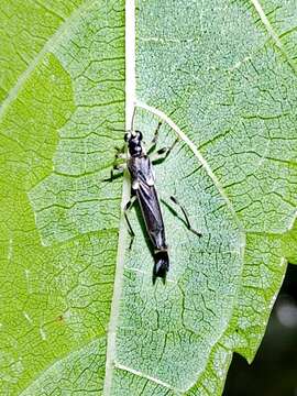 Image of <i>Ichthyurus nigripennis</i> Pic 1913