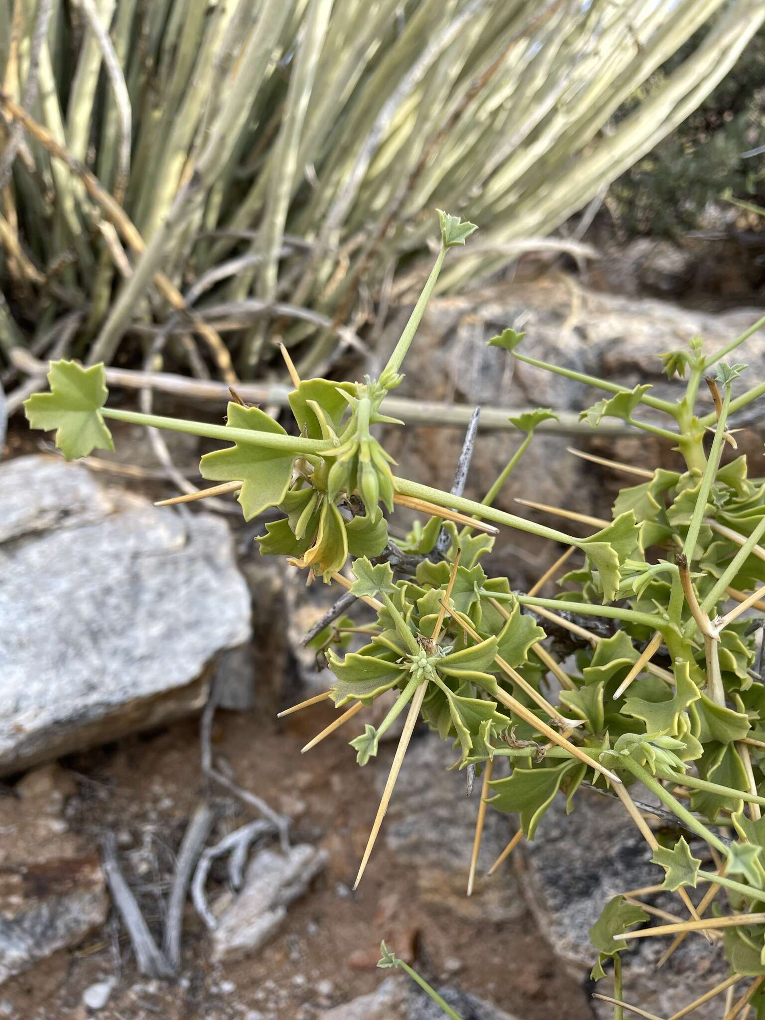 Image of Pelargonium spinosum Willd.