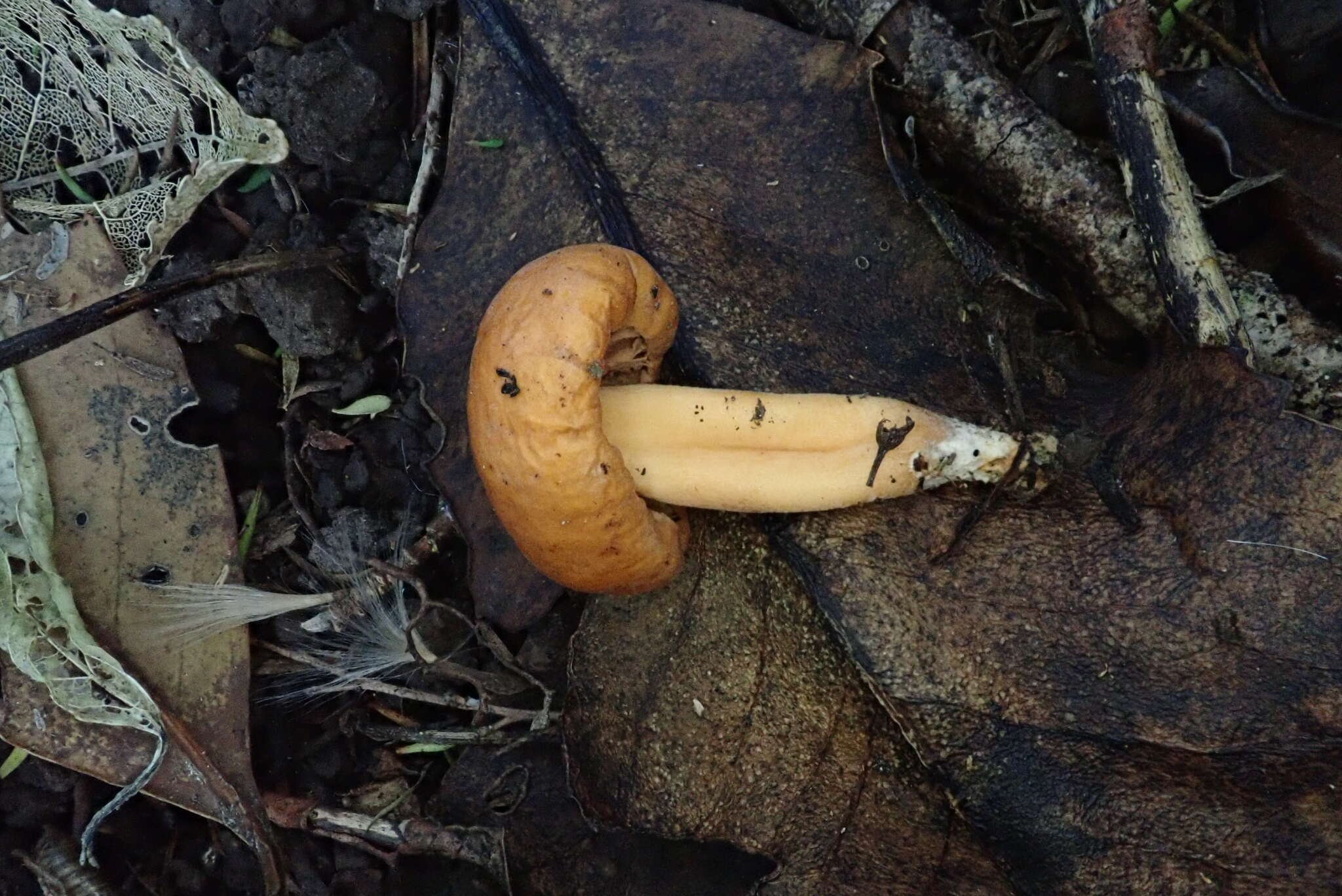 Image of Macrocystidia reducta E. Horak & Capellano 1980