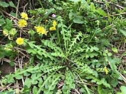 Image of Youngia japonica subsp. longiflora Babc. & Stebbins