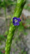 Слика од Stachytarpheta indica (L.) Vahl