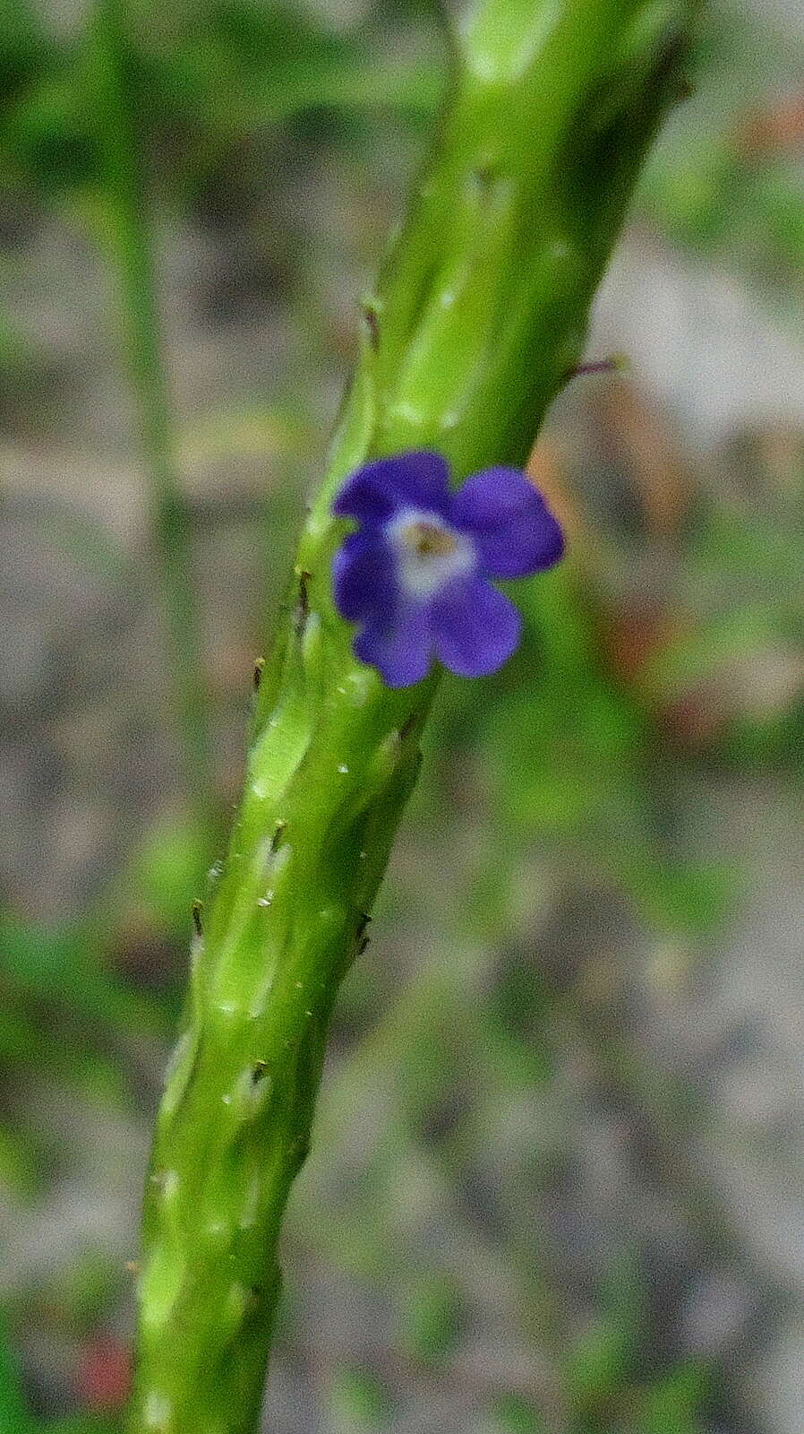 Image of Stachytarpheta indica (L.) Vahl