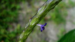 Image of Stachytarpheta indica (L.) Vahl