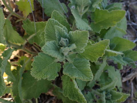 Image of Large blue sage