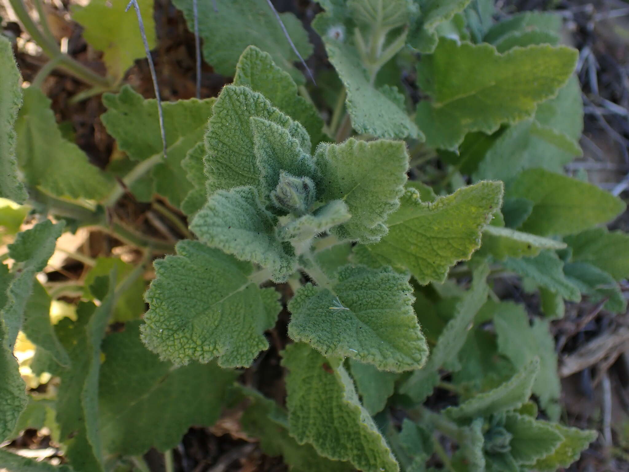 Image of Large blue sage