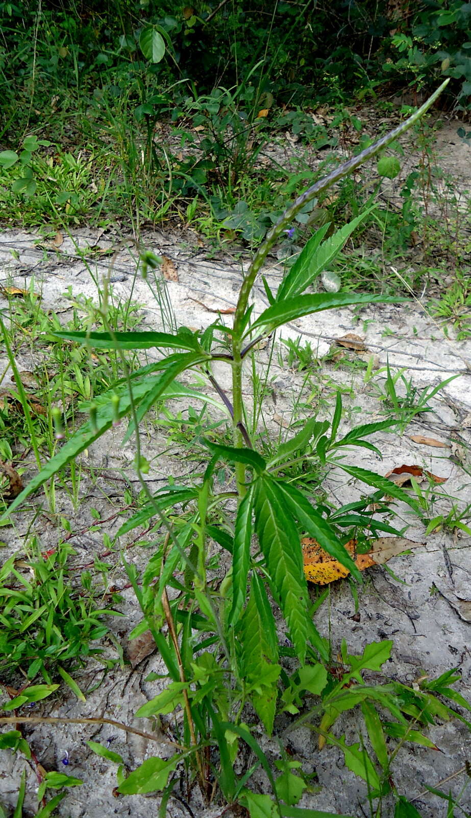 Слика од Stachytarpheta indica (L.) Vahl