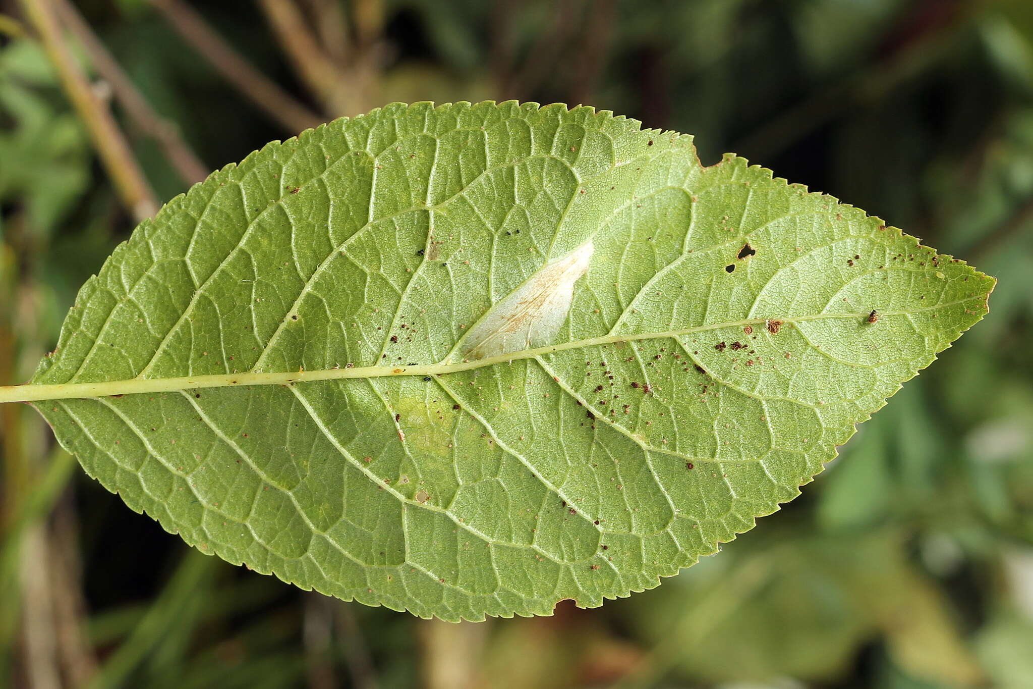 Image of Phyllonorycter cerasicolella (Herrich-Schäffer 1855)