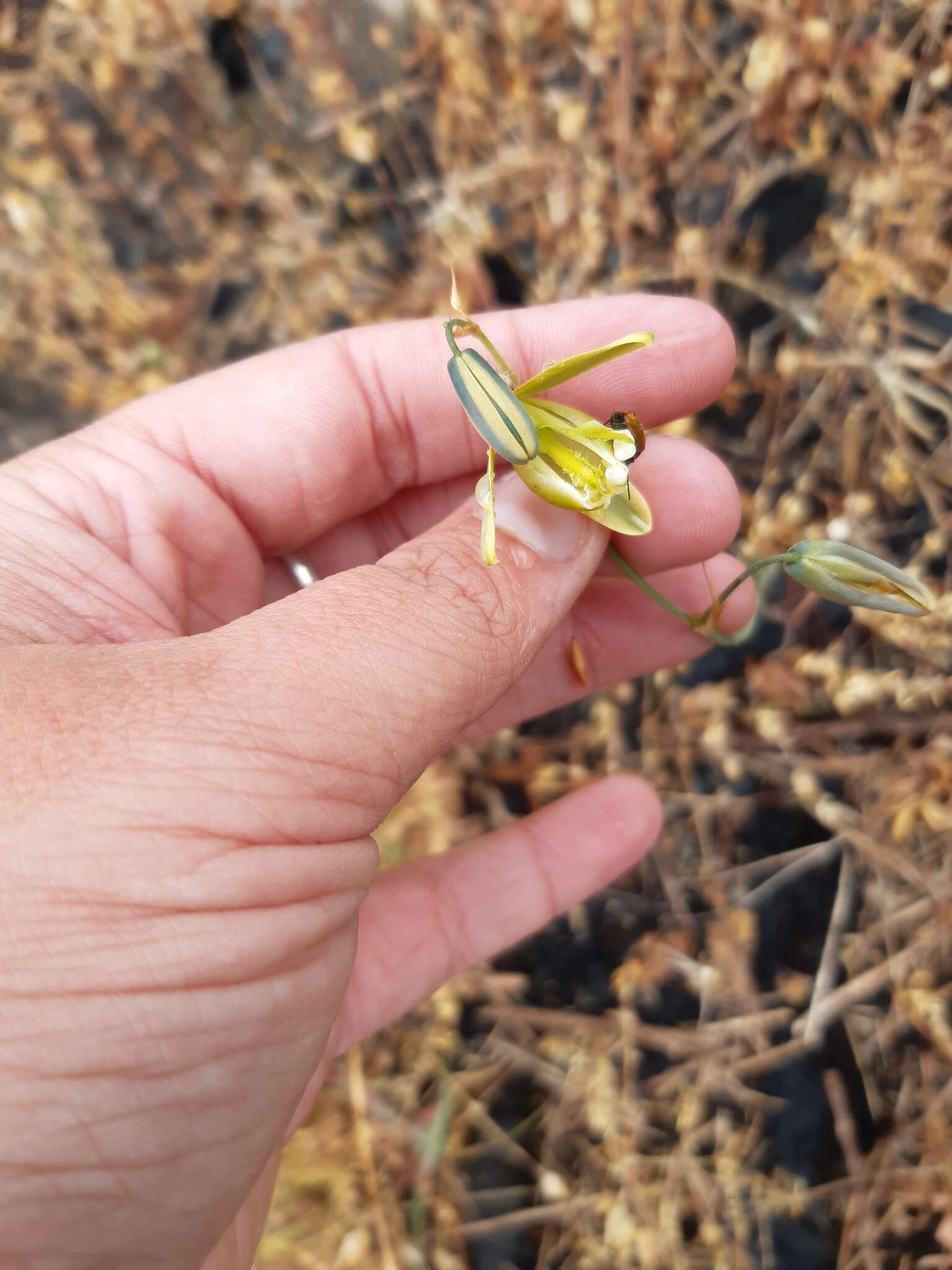 Image de Albuca cooperi Baker