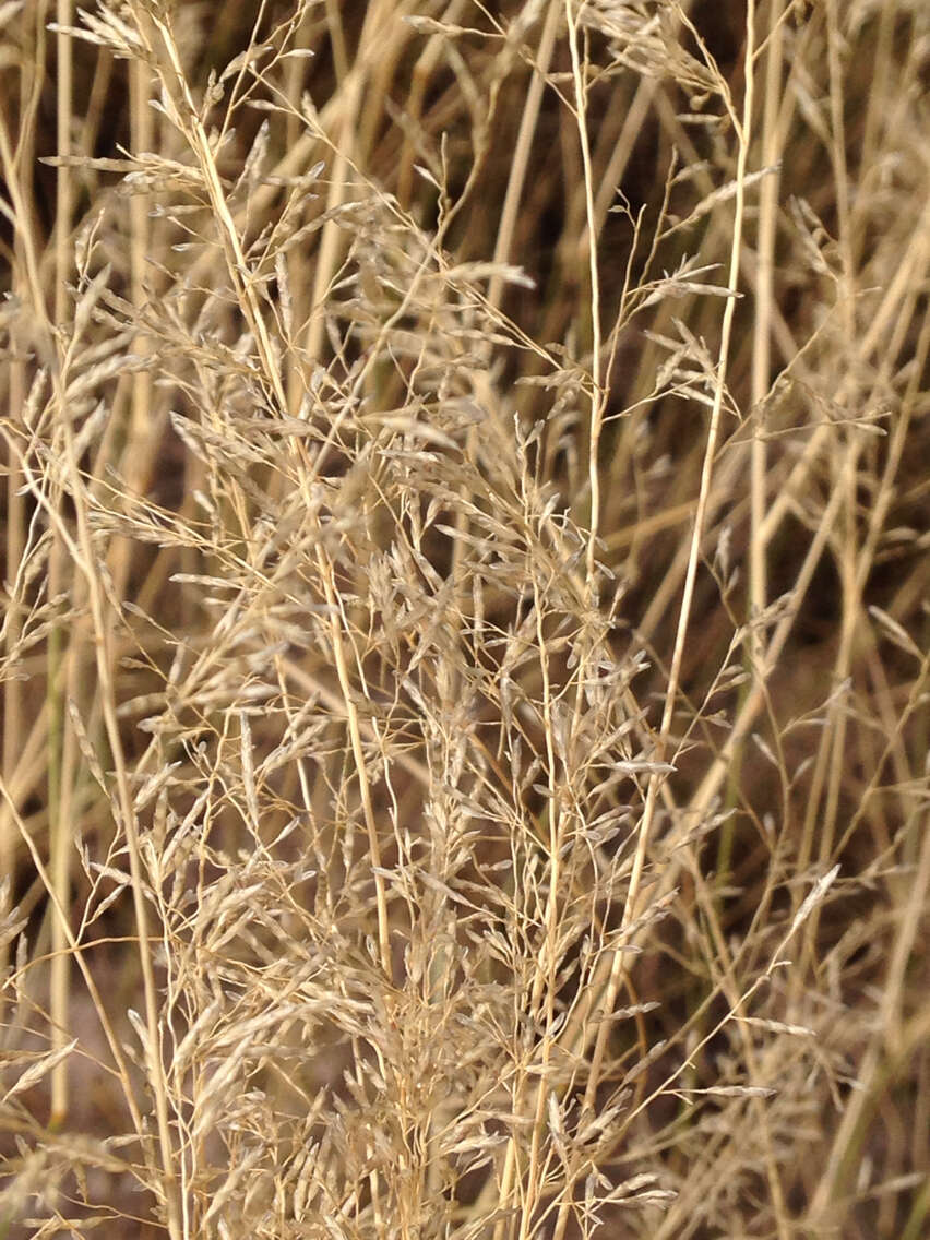 Eragrostis lehmanniana Nees的圖片