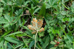 صورة Phragmidium potentillae (Pers.) P. Karst. 1878