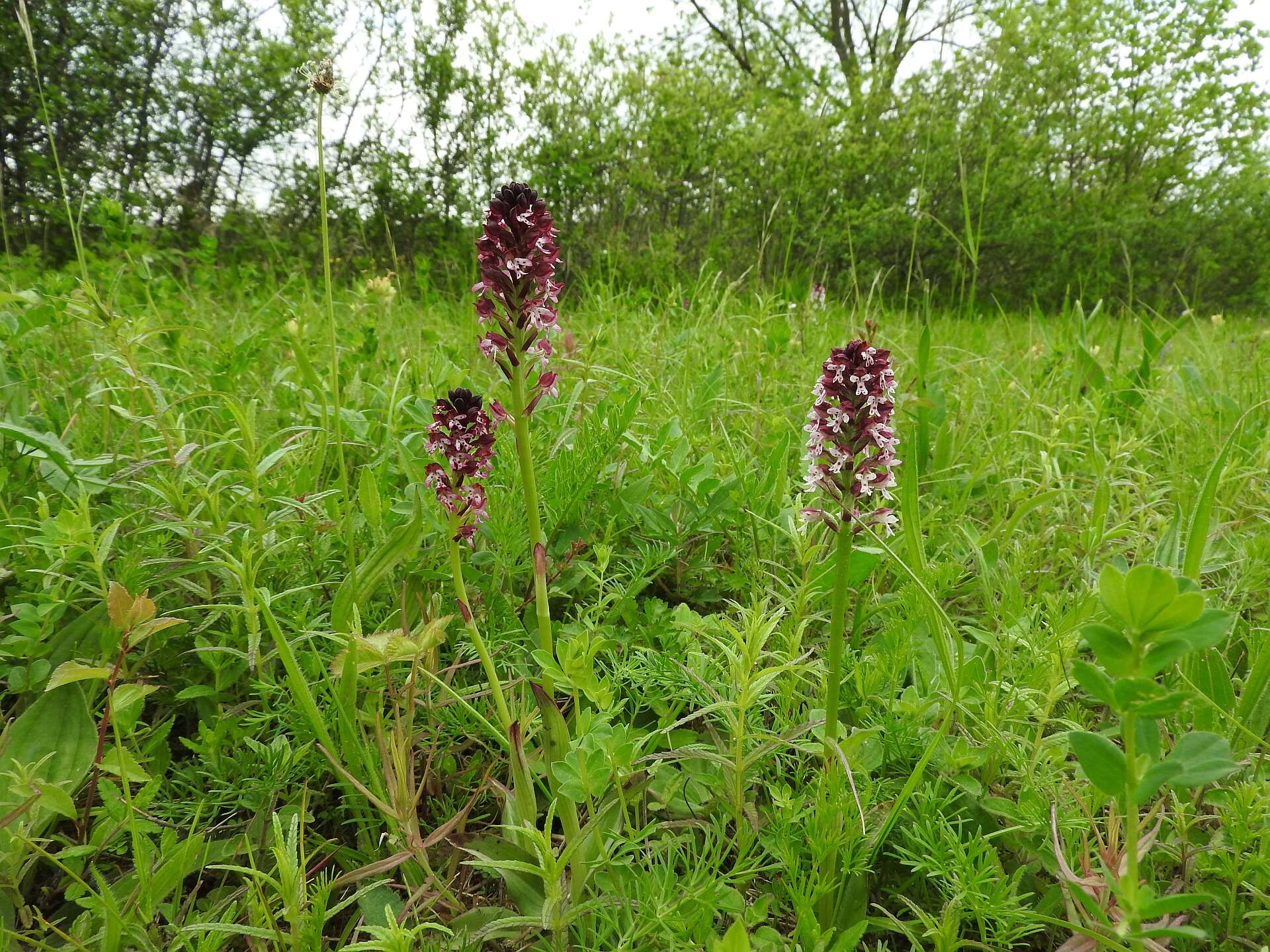 Image of Burnt orchid