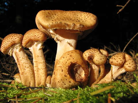 Image of Armillaria ostoyae (Romagn.) Herink 1973